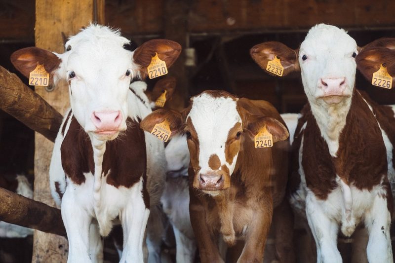 Many European farmers still give their animals too many antibiotics - AMR  Insights