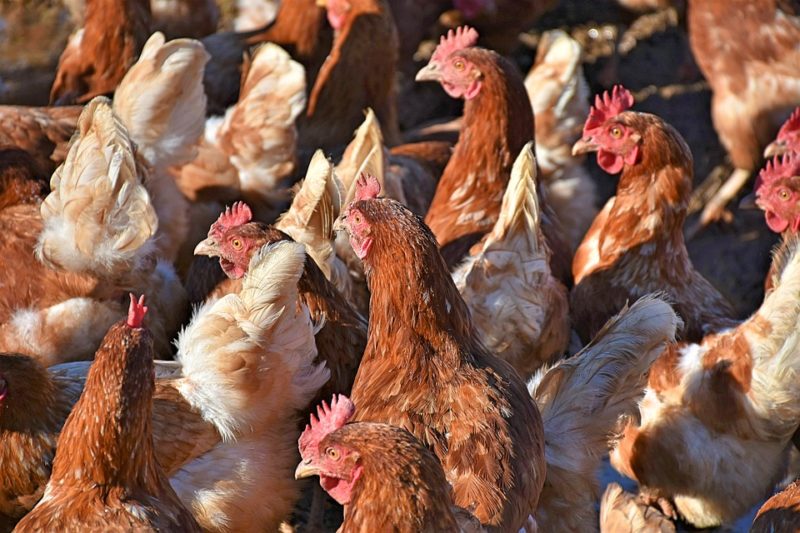 Study on Animal Health Improvement & AMR Reduction in the Indian Poultry  sector - AMR Insights