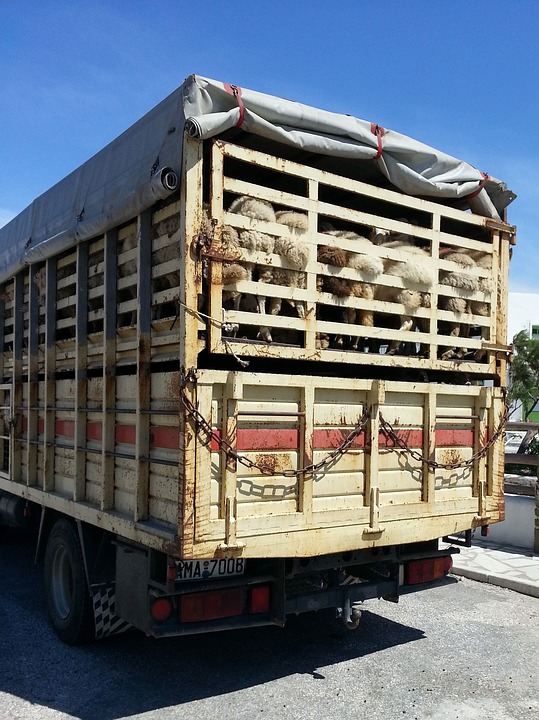 Cut animal transport times to reduce rise of superbugs, says EU agency -  AMR Insights